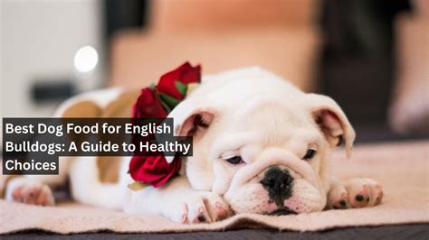 6 Top-Rated Recommended Dog Food for English Bulldogs: A Complete Guide