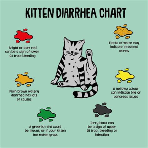 6 Types of Over-the-Counter Diarrhea Medication for Cats