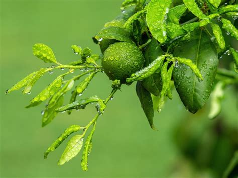 6 Unbeatable Benefits of Fertilizing Lime Trees