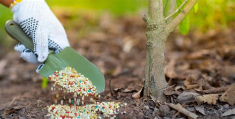 6 Unbelievable Ways Pelletized Fertilizer Can Transform Your Gardening