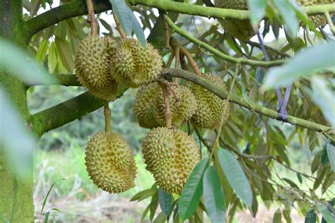 60% of Malaysia's total durian production