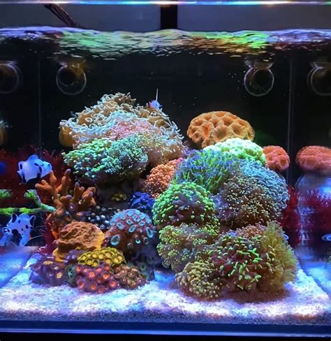 65,536 Colors: Lighting Up Your Aquarium with LED Technology