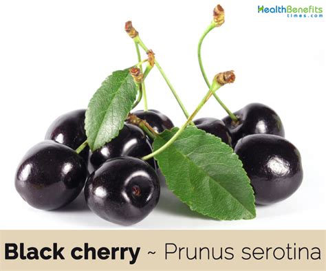 666 Black Cherry Benefits: The Mysterious Elixir of Health