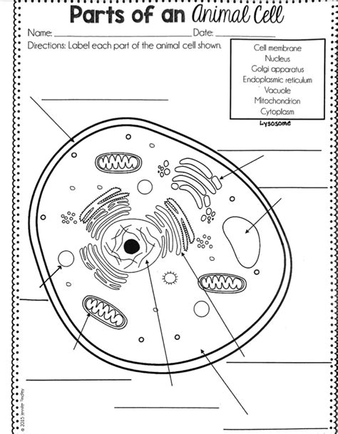 6th grade animal cell diagram pdf PDF