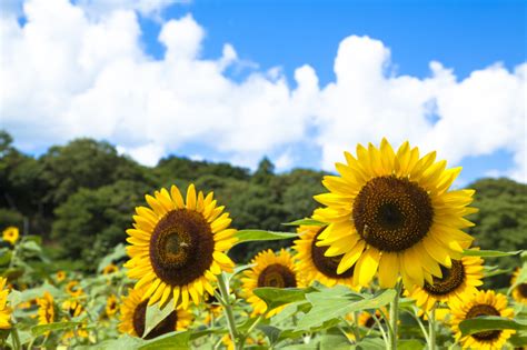 7月上旬（立秋の前日）から8月下旬（立秋から約1ヶ月後）