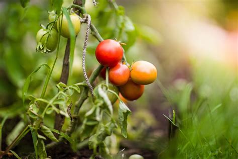 7 Advanced Fertilizing Techniques for Bumper Tomato and Pepper Harvests