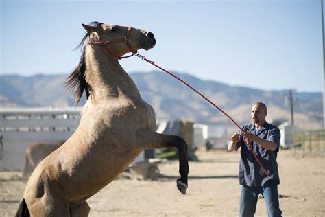 7 Astounding Ways Tamed Horses Enhance Human Endeavors