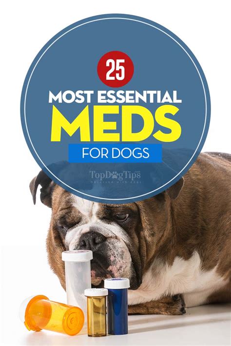 7 Calming Meds for Dogs That Will Surely Send Them to Dreamland