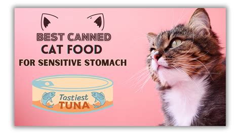 7 Canned Cat Food Options for Sensitive Stomachs