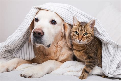 7 Common Mistakes to Avoid When Choosing a Cat and Dog Hospital