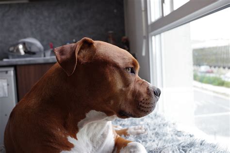 7 Common Separation Anxiety Dog Training Mistakes to Avoid