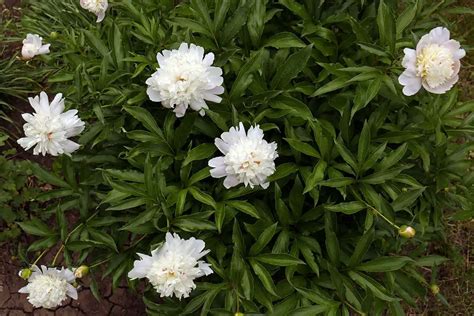 7 Crucial Fertilizer Tips for Peonies You Need to Know!