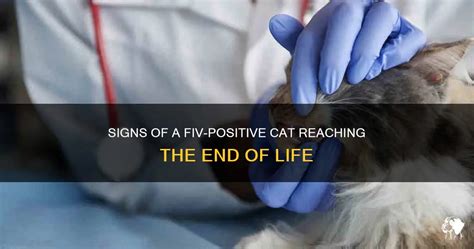 7 Deadly Symptoms of Cat Dying of FIV