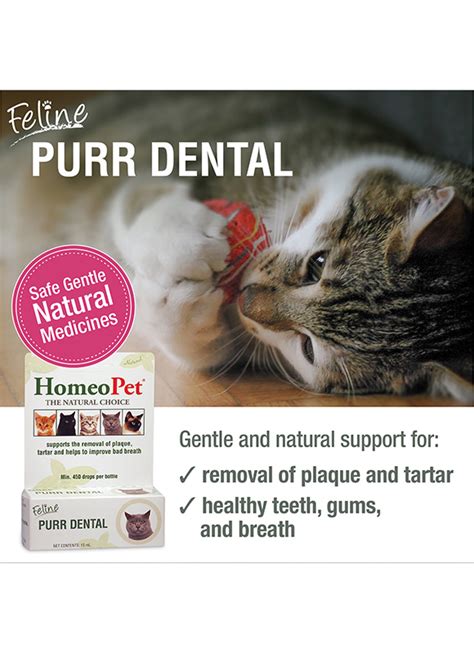 7 Dental Chews That Will Keep Your Cat's Teeth Purr-fectly Healthy