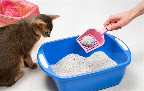 7 Easy-to-Clean Cat Litter Boxes That Will Make Your Life So Much Easier