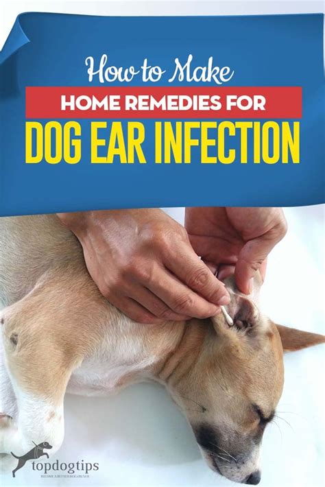 7 Effective Treatments for Dog Ear Infections