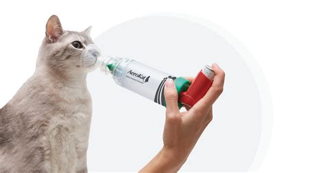 7 Essential Asthma Treatments for Cats