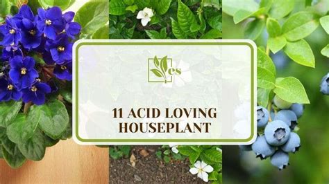 7 Essential Nutrients for Acid-Loving Plants: A Guide to Optimal Growth