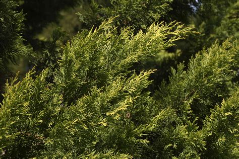 7 Essential Nutrients for Leyland Cypress Trees