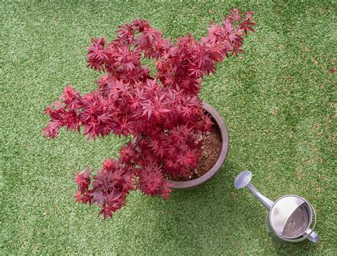 7 Essential Tips for Fertilizing Japanese Maples