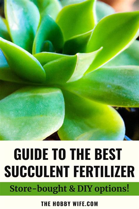 7 Essential Tips for Fertilizing Succulents