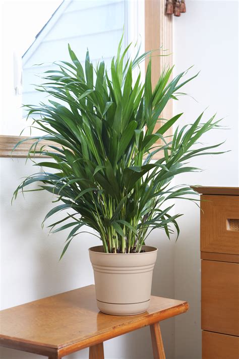 7 Essential Tips on How to Fertilize Indoor Palm Plants