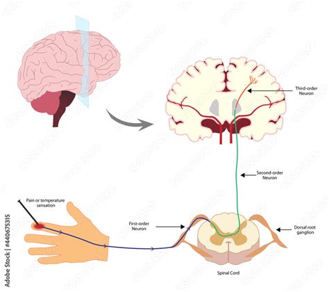 7 Examinations That Visualize Nociceptive Pain