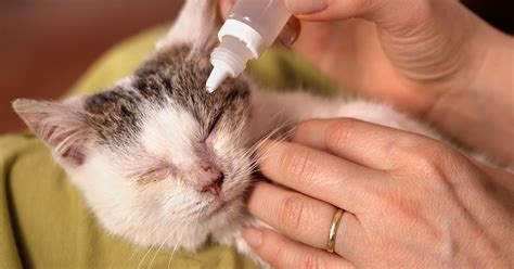 7 Feline Conjunctivitis Home Treatments That Will Save You Thousands