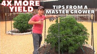 7 Fertilizing Pot Tactics That Will Quadruple Your Yield