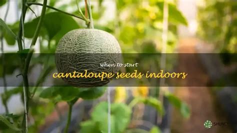 7 Golden Rules of Cantaloupe Fertilizers for Maximum Yield