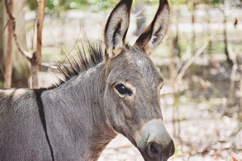 7 Hidden Donkeys You Never Knew Existed