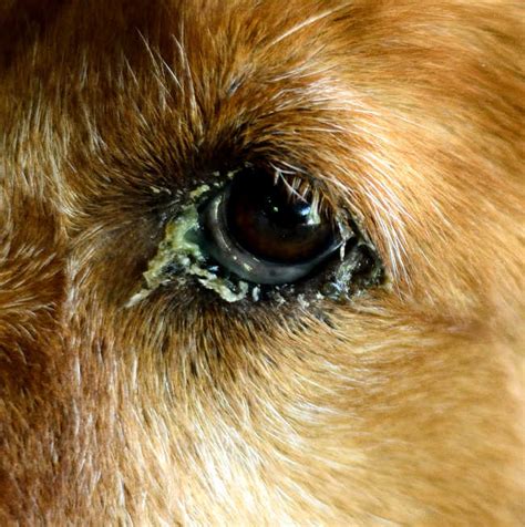 7 Homemade Remedies for Dog Eye Infections That Actually Work