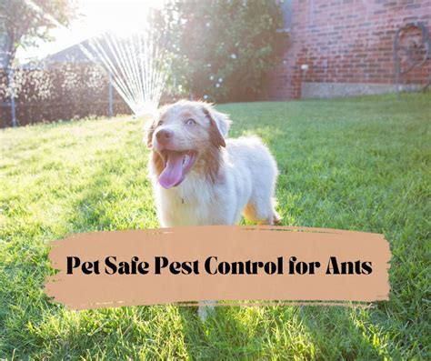 7 Humane Ant Control Methods That Won't Harm Your Pets