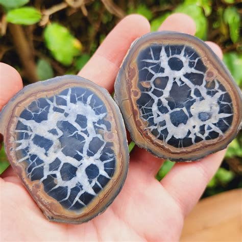 7 Incredible Septarian Nodule for Sale: A Collector's Dream