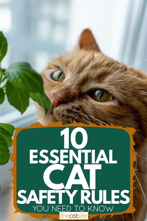 7 Indispensable Cat Parenting Tips and Advice for 2025