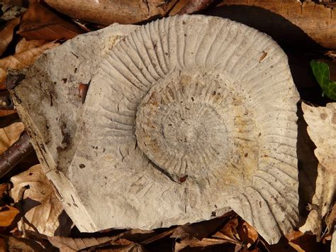 7 Intriguing Facts About the Ammonite Fossil: Unlocking Its Spiritual Meaning