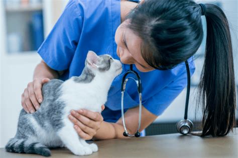 7 Low-Cost Cat Vaccines That Can Save You Money