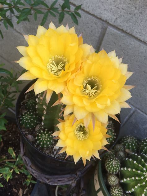 7 Magical Cacti with Yellow Blooms: A Collector's Guide