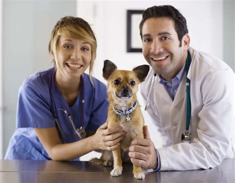 7 Must-Knows About Professional Liability Insurance for Veterinarians