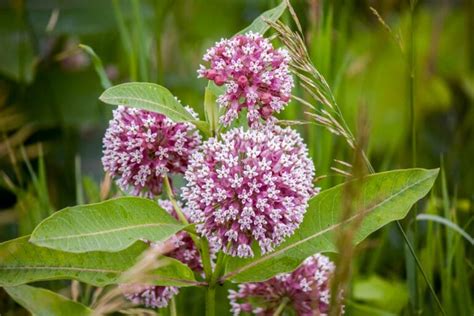 7 Native New Jersey Flowers You Should Know