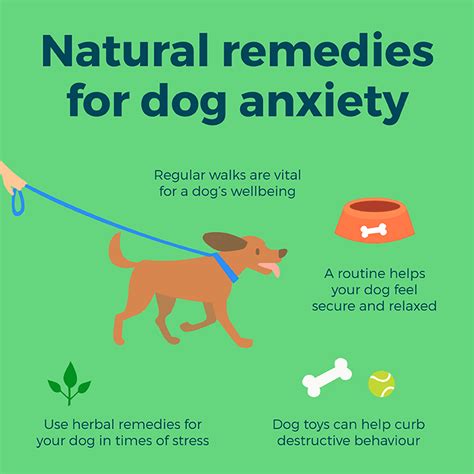 7 Natural Anxiety Cures for Dogs You Haven't Heard Of: Proven by Science!