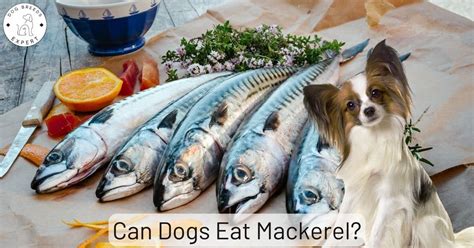 7 Other Fish That Are Safe for Dogs