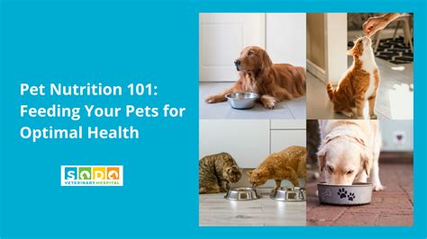 7 Pet Nutrition Basics & Fundamentals VS 5 Vitals in 2025