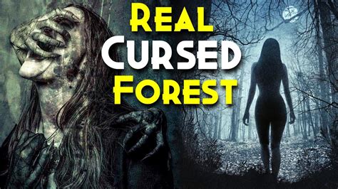 7 Rain-Soaked Secrets of the Dark Forest