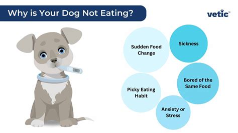 7 Reasons Why Your Senior Dog Isn't Eating & 4 Ways to Help