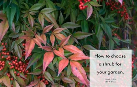 7 Secrets to Choosing the Right Shrub & Tree Fertilizer for Your Yard