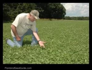 7 Secrets to Fertilizing Clover Food Plots for Maximum Yield