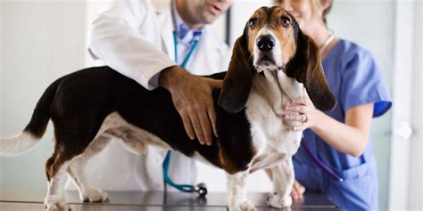 7 Sensational Secrets About McAllen TX Animal Hospital