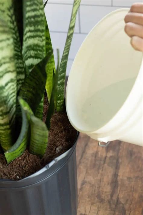 7 Sensational Secrets for Fertilizing Snake Plants: Unlock Their Lush Potential