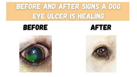 7 Signs Your Dog's Corneal Ulcer Is Healing